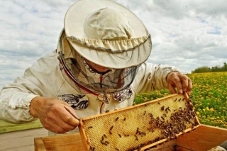 Пчелы исчезают, а пустыни растут. Что происходит с природой в Центральной Азии?