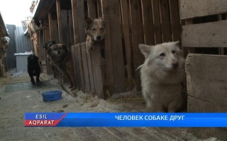 Житель Петропавловска в своем доме держит более 200 бродячих собак