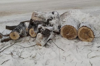 Массовая вырубка деревьев в Петропавловске: под топор попали даже молодые саженцы