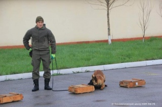 Казахстанских служебно-розыскных собак научили находить рога сайгака по запаху