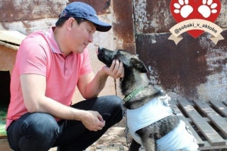 В социальных сетях появились фотографии, сделанные во время визита акима Актобе Асхата Шахарова в приют для собак