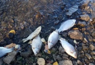 На водоемах Актобе гибнет рыба