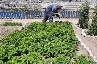 Осужденный за убийство казахстанец выращивает в колонии клубнику и цветы