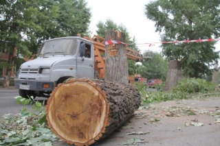 Несмотря на сопротивление горожан, власти Усть-Каменогорска приняли решение срубить 63 дерева