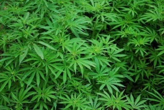 Мужчина вырастил 90 кустов наркосодержащих растений в Актюбинской области