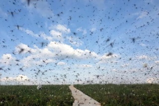 В Павлодаре хотят посчитать комаров