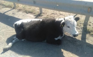 Корова устроила ДТП на автодороге «Актобе-Хромтау»