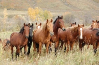 Племенное коневодство нуждается в поддержке в Актюбинской области
