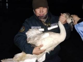 Примёрзшего ко льду лебедя спасли в Актобе