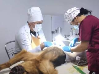 В Актобе стерилизуют и чипируют бродячих собак