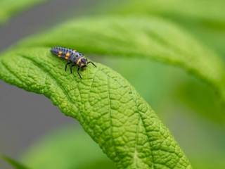 Классификация инсектицидов: боремся с жуками правильно