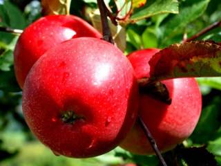 Ученые Казахстана вывели новый сорт яблок