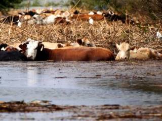 Компенсацию за павший скот из-за паводка начали получать жители Актюбинской области