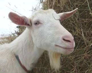 Сельчанин украл козу в Актюбинской области