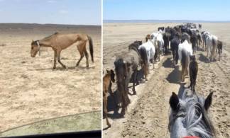 Голодающим лошадям Мангистау помогут актюбинские фермеры