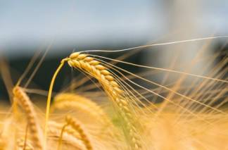 Казахстанское зерно предлагают вывозить из страны куда угодно и в любых объемах
