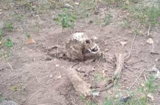 Скелет откопали рядом с алматинской поликлиникой