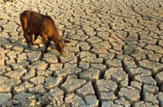 Более 200 пострадавших от засухи в Мангистау домохозяйств получили гумпомощь от США
