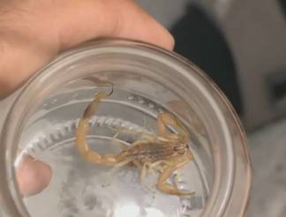 В Шымкенте за три месяца скорпионы покусали 12 человек