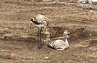 В Нур-Султане ищут замерзающих птенцов фламинго