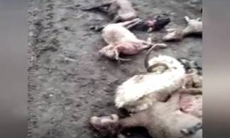 Сильный град забил скот в Актюбинской области