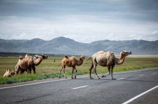 Из-за верблюдов, разгуливающих по трассам, гибнут водители в Мангистау