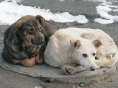 Пригород Актобе страдает от нашествия бродячих собак
