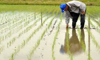 Кызылординцы сокращают посевы риса из-за катастрофической нехватки воды