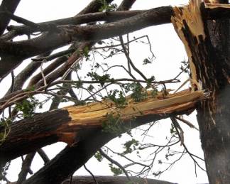 Более миллиона тенге заплатит бюджет Актобе за упавшее дерево