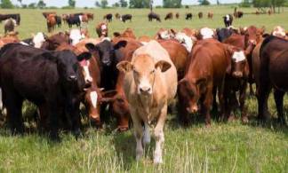 Домашний скот погибает от опасной болезни в Актюбинской области