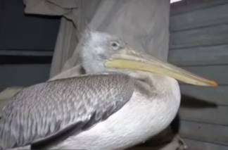 Десятки искалеченных птиц спасли в зоопарке Караганды