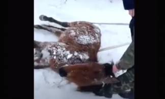 В Кокшетау курсанты спасли замерзающую лошадь