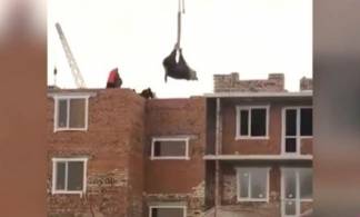 В Нур-Султане строители подняли корову на крышу многоэтажки, чтобы принести в жертву