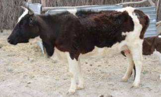 Коров на 1 млн тенге присвоил пастух в Туркестанской области