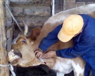 Бруцеллез выявили у скота в Актюбинской области