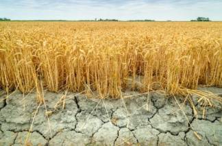 178 тысяч гектаров посева зерновых погибло от засухи в Казахстане