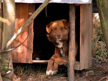 Более 900 домашних животных чипировали хозяева в Актюбинской области