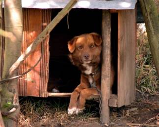 Более 900 домашних животных чипировали хозяева в Актюбинской области