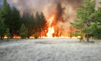 Больше суток тушили пожар в сосновом бору в Павлодарской области
