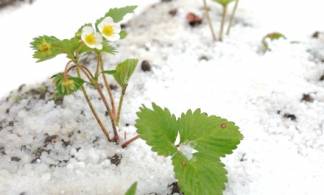 Апрельский снег погубил местные огороды балхашцев