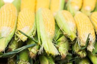 В Алматинской области перекупщик кукурузы обманул 20 фермеров на 70 млн тенге