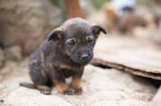 Десятки брошенных щенков оказались на пустыре в Алматы