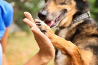 Чипирование, штрафы, собачьи бои: казахстанские депутаты приняли законопроект о «защите животных»