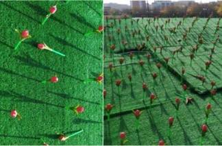 «На эскизе все было красиво»: аким Актау высказался о искусственных тюльпанах за 15 млн тенге