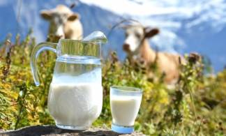 Алматинцы могут остаться без молока местного производства