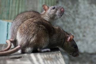 Актюбинский предприниматель придумал, как избавить города от мышей и крыс