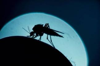 Автор идеи подсчета комаров рассказал, как будет вести мониторинг гнуса