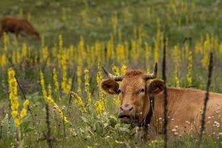 Диагноз бешенство подтвердился у павшего скота в Восточном Казахстане