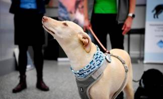 Казахстанские кинологи предлагают находить коронавирусных больных с помощью собак