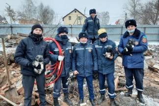 Операцию по спасению щенков из-под завалов провели в Петропавловске